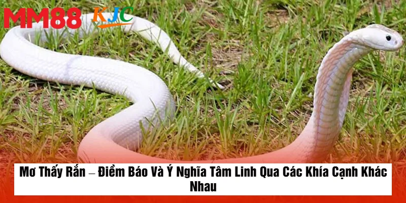 Mơ Thấy Rắn – Điềm Báo Và Ý Nghĩa Tâm Linh Qua Các Khía Cạnh Khác Nhau